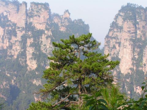 天子山松树